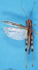 CollectionObject 1574926; 033b8440-7360-4fd0-a9e9-2ae360407e78: male, dorsal view (paralectotype of Terpillaria picta). (CollectionObject).