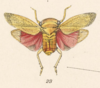 Habitus, dorsal view on Itzalana formosa Distant, 1905: (Observation).