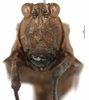 CollectionObject 1521832; 1de0f9e9-6978-4329-bdfb-7d6e57beaa40: female, frontal view (holotype). (CollectionObject).