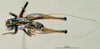 CollectionObject 1536193; NMBA 3226245, 16d84d33-f2d4-4384-ba6d-3b1f8a3f0356: male, dorsal view (Anabropsis griffinii). (CollectionObject).