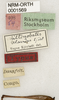 CollectionObject 1529772; 5f78f8c0-10a0-43f9-8efc-7a2f17f0829e: labels (holotype). (CollectionObject).