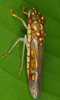 Habitus, dorsal view on Dichrophleps Stål, 1869: Dichrophleps sp. @ Costa Rica, by Gernot Kunz. (Observation).