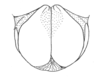 Ceuthophilus (Ceuthophilus) pima Hubbell, 1936: Fig. 675. Subgenital plate of male. (Otu).