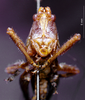 CollectionObject 1537885; Depo SF.DepoID 180, 3224939, 42a4bf6b-dded-4258-8933-95622edf7489: male frons (paratype). (CollectionObject).
