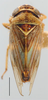 Habitus, dorsal view on Chaparea Linnavuori, 1959: Chaparea alta, dorsal habitus (NMNH). (Observation).