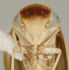 Head on Balocha pseudomaculifrons Maldonado Capriles, 1970: Head/Face. (Observation).