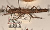 CollectionObject 1561554; 6cdbe08b-dbcd-4592-830b-23e49866e842: copyright UMO. female, lateral view of synonym Acanthoderus spiniventris (syntype). (CollectionObject).;CollectionObject 1561555; effcc6fe-eba2-4459-a612-4ec6e76c6540: copyright UMO. female, lateral view of synonym Acanthoderus spiniventris (syntype). (CollectionObject).