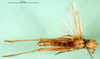 CollectionObject 1502274; ca49d08d-7ecc-4227-bfb3-bd4b48e8f5f3: female, ventral view (paratype). (CollectionObject).
