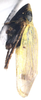 Habitus, lateral view on Diplocolenus (Verdanus) evansi (Ashmead, 1904): Habitus, lateral view. (Observation).