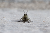 Anacridium aegyptium (Linnaeus, 1764): female in frontal view (from Croatia: Hvar Isl.). (Otu).