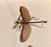 CollectionObject 1561454; 23e893d9-9a73-41bd-bcdb-62c55e4010cc: copyright OUMNH. male, dorsal view (syntype). (CollectionObject).;CollectionObject 1561455; d4690fb8-82db-4776-a5e6-00b5fb32a05f: copyright OUMNH. male, dorsal view (syntype). (CollectionObject).