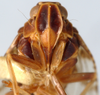 Head: (Observation).