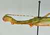 CollectionObject 1557506; 62e2d0ab-811f-4025-a83a-6af446a3af7b: copyright USNM, Washington. female: head & thorax, lateral view (holotype). (CollectionObject).
