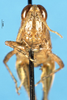 CollectionObject 1581435; 98a41f33-cb8a-4c59-b336-d3925bf7069b: female, frontal view (paratype). (CollectionObject).