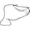 Pygofer, lateral view: !! display not done !! on Neozygina apacha (Baker, 1925): Pygofer, lateral view. (Observation).