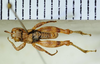 CollectionObject 1521112; d7281580-6651-4a80-a512-8740a7d656f8: male, dorsal view (holotype). (CollectionObject).