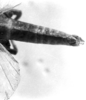 CollectionObject 1540729; 21c4bf65-814a-47c1-856b-045a0a1a96d9, MNHN-EO-CAELIF2448: Image, Carbonell, C.S. female abdomen tip, dorsal view (holotype). (CollectionObject).