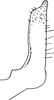 Stylus: !! display not done !! on Paraliburnia detecta (Linnavuori, 1953): Stylus. (Observation).
