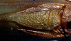 CollectionObject 1499328; c59c2d8a-ecab-478c-b773-348f947dbd89: male left mirror area (holotype). (CollectionObject).