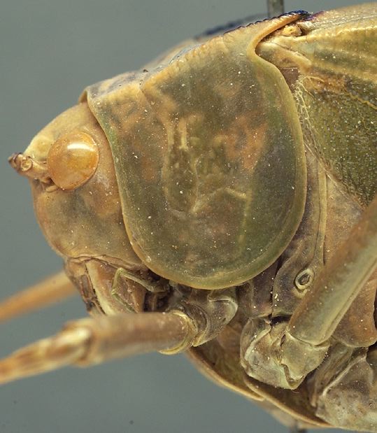 Orthoptera Species File - Stilpnochlora ovalifolia Saussure & Pictet, 1898