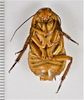 CollectionObject 1863293; f97b67f2-9310-4109-9f58-7ebef46ec0f2: (CollectionObject).
