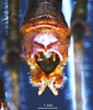 CollectionObject 1503266; 705deb9c-5d1f-4e7a-a21a-285c96347e9b: male cerci. (CollectionObject).
