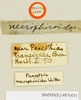 Panesthia necrophoroides Walker, 1868: Copyright Natural History Museum, London. Labels from holotype (adult female) in BM(NH). (Otu).