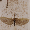 CollectionObject 1559115; 347b38c7-cfaa-47e9-8077-984251ae4b69: copyright MVMA, Melbourne. male Platycrana rugicollis (holotype). (CollectionObject).