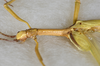 CollectionObject 1558903; USNM(SF IMPORT DUPLICATE) 7344, f81617a7-04b1-4829-b1c0-23797ac6c864: Copyright USNM, Washington. male, head and thorax: dorsal view (holotype). (CollectionObject).