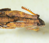 CollectionObject 1498705; c17090d7-5ef8-4672-a32b-f6e027c7f5c6: male abdomen, dorsal view. (CollectionObject).