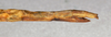 CollectionObject 1560889; 5b09059c-e87c-4cee-a21d-1f895b3cafc8: copyright NMW, Vienna. female: end of abdomen, lateral view (syntype). (CollectionObject).;CollectionObject 1560890; 80866349-f4c6-4918-991c-fa457a168a39: copyright NMW, Vienna. female: end of abdomen, lateral view (syntype). (CollectionObject).