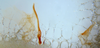 Neogeoscapheus dahmsi Roth, 1977: Photo by Heidi Hopkins. Genitalia. (Otu).