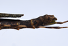 CollectionObject 1576320; 9219c460-3366-4b11-bd89-81ca55b0e86c: copyright ZRC, Singapore. female: end of abdomen, lateral view (holotype). (CollectionObject).