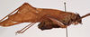 CollectionObject 1534644; f1b989ed-cea5-4dae-85be-274e548d0e82: female, lateral view (holotype of Karschia corrosa). (CollectionObject).