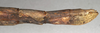 CollectionObject 1561073; NMW 861'', 5f12f709-0806-46bf-8e13-72e248a25ed3: copyright NMW, Vienna. female of Pharnacia biceps : end of abdomen, lateral view (lectotype). (CollectionObject).