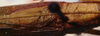 CollectionObject 1522527; f1e9c56f-8cd1-4dd6-ab01-6917a31695a6: male pronotum and stridulatory apparatus (holotype). (CollectionObject).
