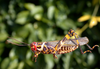 Zoniopoda omnicolor (Blanchard, 1843): male. (Otu).