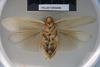 CollectionObject 1552809; NHMUK(SF IMPORT DUPLICATE) BMNH(E) 877061, c7c37f6c-fffa-4fd7-a8d8-2a67167aa121: Copyroght NHM, London. Holotype female of Heterolampra pallida, ventral view. (CollectionObject).