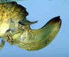 CollectionObject 1500519; f3140e7a-ab69-471e-8f7f-8760c324f8dd: ovipositor (syntype). (CollectionObject).
