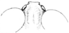 Tytthotyle maculata (Bruner, 1889): Fig. 357. male, anterior part of head, dorsal view. (Otu).