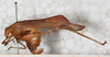 CollectionObject 1532279; dabf441d-7d96-4bf9-aa8c-20a448a305fc: female, lateral view (syntype). (CollectionObject).