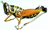 Afromastax zebra zebra (Gerstaecker, 1889): female, lateral view. (Otu).
