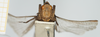 CollectionObject 1517851; 9a009760-4dc4-4f9d-9aab-95e03e677ba5, NHMUK010924562: male, frontal view (holotype of Tettix cucullifera). (CollectionObject).