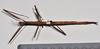 CollectionObject 1558585; NTUC 719, eb6f0012-b2b7-495b-835a-b789b0b39b78: copyright NTUC. female, ventral view (holotype). (CollectionObject).