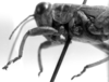 CollectionObject 1533427; 6932c50c-8720-4ae9-b9d3-6242e8a223ba, USNM 9752: Image Carbonell, C.S. male head and pronotum, lateral view (holotype). (CollectionObject).