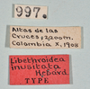 CollectionObject 1559383; c6546c81-edc3-4e11-9827-8421705d3db8: copyright USNM, Washington. (CollectionObject).