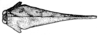 Coptotettix coniopticus (Hancock, 1915): Fig. 150 (after holotype). male, head and pronotum, dorsal view (shoulder width 2.9 mm, greatest pronotum width 3.6 mm). (Otu).