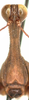 CollectionObject 1581835; a2fe7e40-ef08-444d-b5c8-a1ba7907a41b: male, frontal view (holotype). (CollectionObject).
