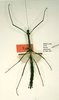 CollectionObject 1558788; bc8deb75-1c87-48af-ba30-27c889a33ff7: copyright RMNH, Leiden. female (lectotype). (CollectionObject).