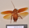 Fortiblatta australasiae (Fabricius, 1775): Holotype, unsexed, ventral. BMNH(E)#877997. (Otu).